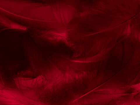 Plain Color Red , Background - Plain Red HD wallpaper | Pxfuel