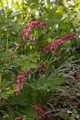 Fototapeta premium Large Dicentra spectabilis plant in flower in spring