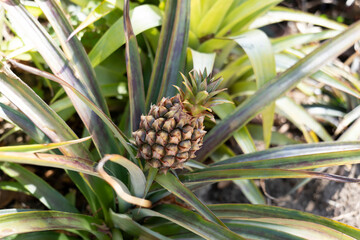 pineapple in the garden