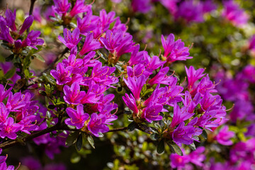 Group of purple Rhododendron Kurume flowers in spring
