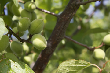Plums hanging on branches on a farm.