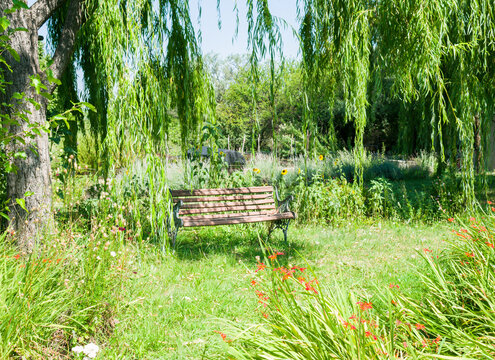 Old wood and iron bench under a willow trees. Landscape designed in Argentinian cottage
