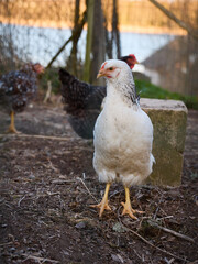 White free-range chicken outdoors countryside garden 