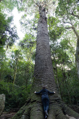 A woman embracing a giant millennial araucaria pine tree.  Pinheiro Multissecular is located in Nova Petropolis, Rio Grande do Sul, Brazil, and it is about a thousand years old