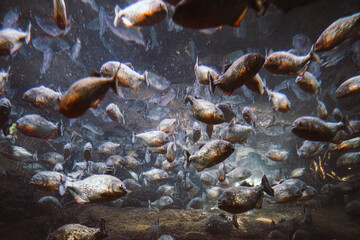 Shoal of piranha in aquarium in Denmark