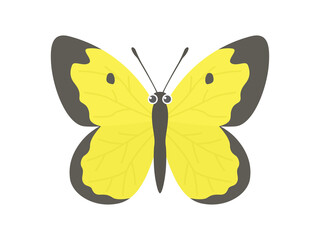 モンキチョウのイラスト