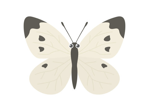 モンシロチョウ Images Browse 1 951 Stock Photos Vectors And Video Adobe Stock