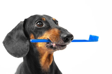 beautiful dachshund dog holds a blue toothbrush in his teeth. Pet oral health and care