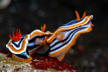 Nudibranch (sea slug) - Magnificent Chromodoris -Chromodoris magnifica mating. Underwater macro world of Tulamben, Bali, Indonesia.