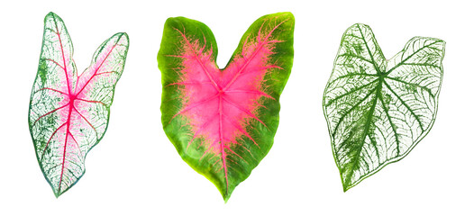 Isolated Alocasia Caladium leaf on white background with clipping paths.
