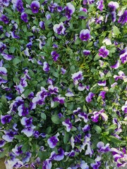pansy flowers in the garden