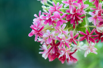 Selective focus Combretum indicum flower in a garden.Also known as the Rangoon creeper flower.
