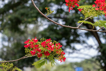 Selective focus colorful Delonix Regia flower in the sky background.Also called Royal Poinciana, Flamboyant, Flame Tree.