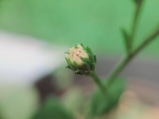 bud of a Aster flower