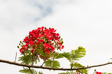 Selective focus colorful Delonix Regia flower in the sky background.Also called Royal Poinciana, Flamboyant, Flame Tree.