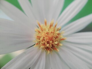 close up of daisy flower, Aster