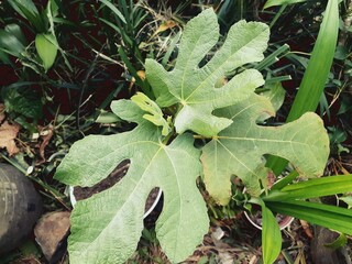 close up of Ficus carica tree on a pot