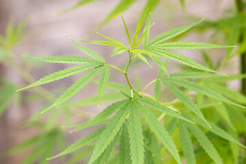 Fresh cannabis leaf background on the garden.Marijuana plant.