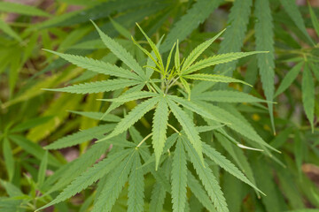 Fresh cannabis leaf background on the garden.Marijuana plant.