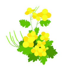 Green celandine bush close-up. Yellow flowering celandine Bush.