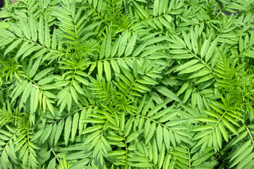 Green leaves pattern for nature Background.
