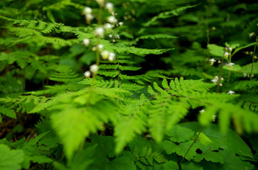 Mountain Fern