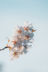 Close up macro of blossoming white sakura cherry blossom in spring