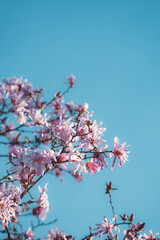 Magnolia blossom spring garden / beautiful flowers, spring background pink flowers