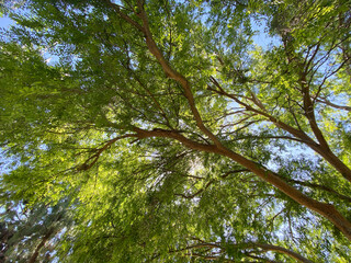 Fototapeta premium forest park treetops trees sunny tree canopy beneath blue sky nature