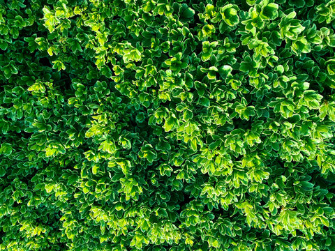 leafy formal gardens closeup fresh cut ornamental vertical garden hedge gardening shrubbery pruning bush landscaping pruned