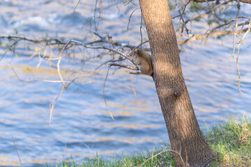 tree in the park with squirrel