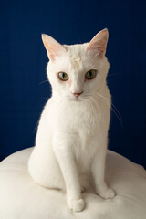 かわいい白猫のポートレート　青い背景