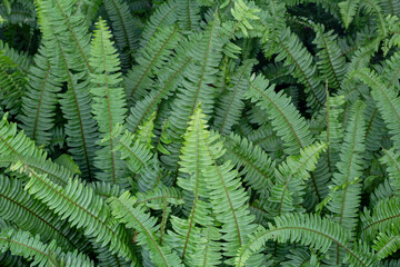 Green leaf of Common sword fern, Boston fern or Nephrolepis exaltata (L.) Schott cv. Bostoniensis in the garden for background.