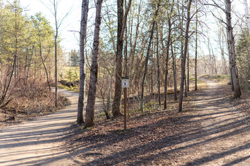 path in autumn forest