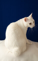 Fototapeta na wymiar かわいい白猫のポートレート　青い背景
