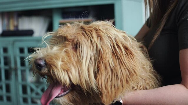 Close on shaggy labradoodle dog with tongue hanging out as woman holds its head