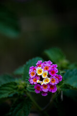 Flor lantana