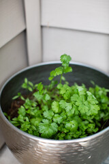 Green Cilantro Herb in a silver plant pot outside