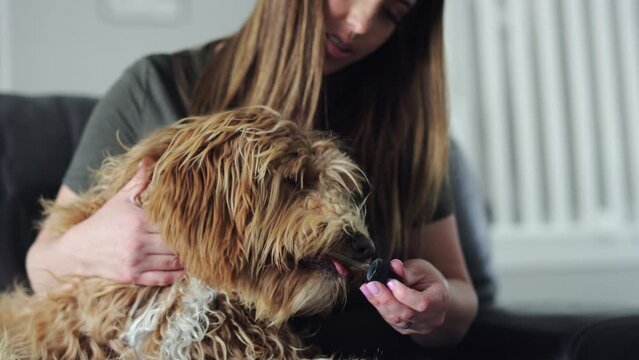 Large labradoodle dog licks medicine dropper held by brunette owner, slow motion