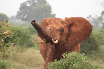 Fototapeta na wymiar こちらを威嚇するアフリカ象