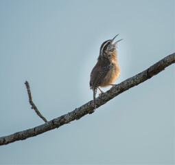bird on a branch