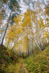 Fototapeta premium Autumn forest with yellow trees in cloudy day. Path between grassy hills strewn with fallen leaves. Peaceful natural landscape.