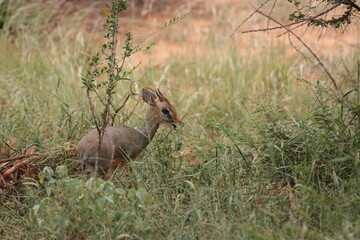 かわいいポーズのディクディク