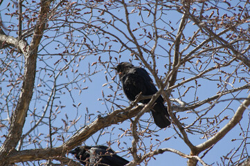 American Crows on a Branch