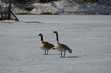 A Pair of Canadian Geese
