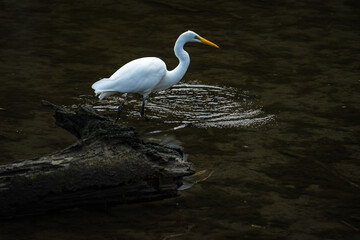 Milford Sound  - New Zealand 