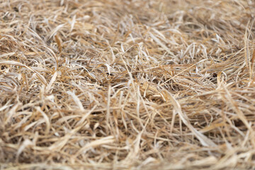 Dry grass texture in the spring - selective focus