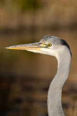 Close up of a juvenile grey heron