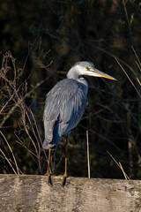 Juvenile grey heron perched on a fence in rural Netherlands