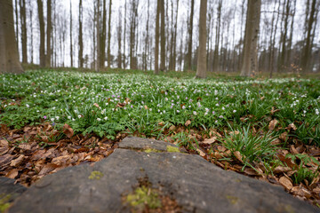 Low shot of bluebells blooming in the Belgian spring